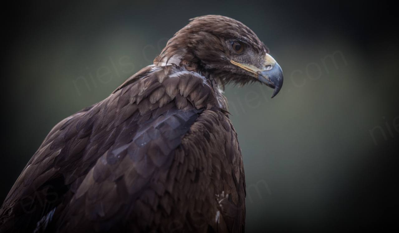 Nomad Games Kyrgyzstan